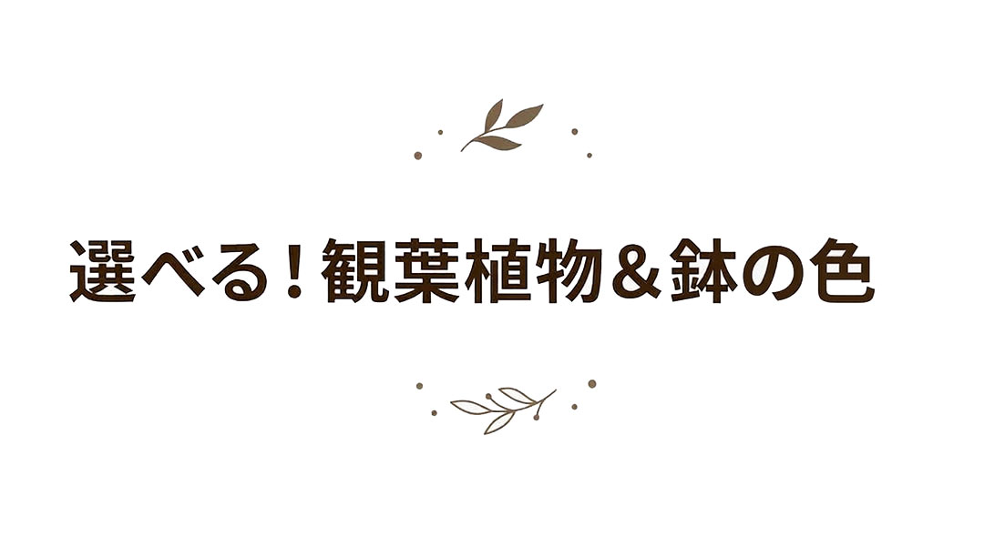 選べる観葉植物 5号 タイトル