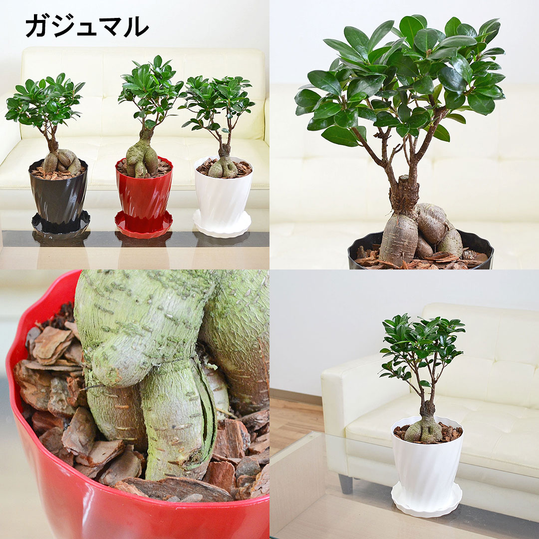 選べる観葉植物 5号 ガジュマル