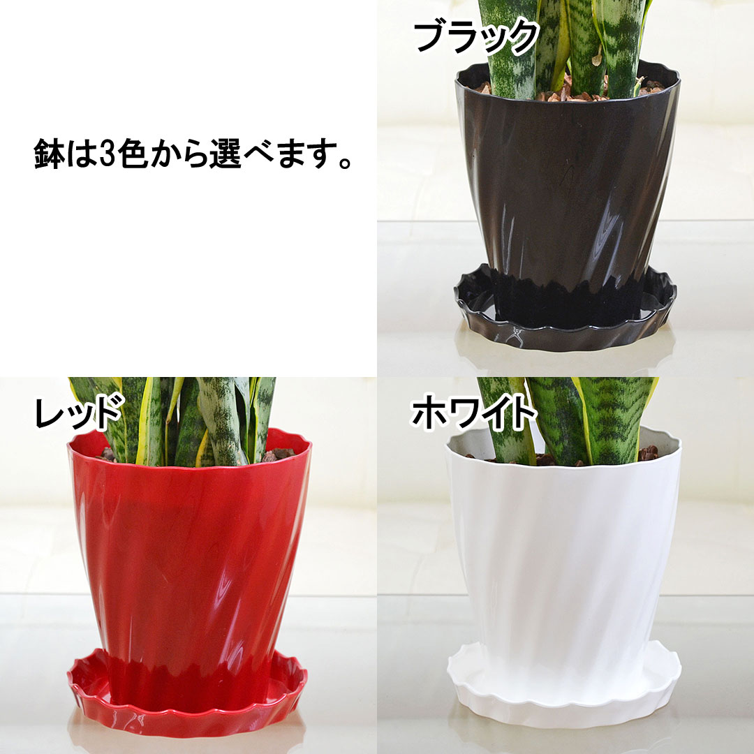 選べる観葉植物 5号 鉢の種類