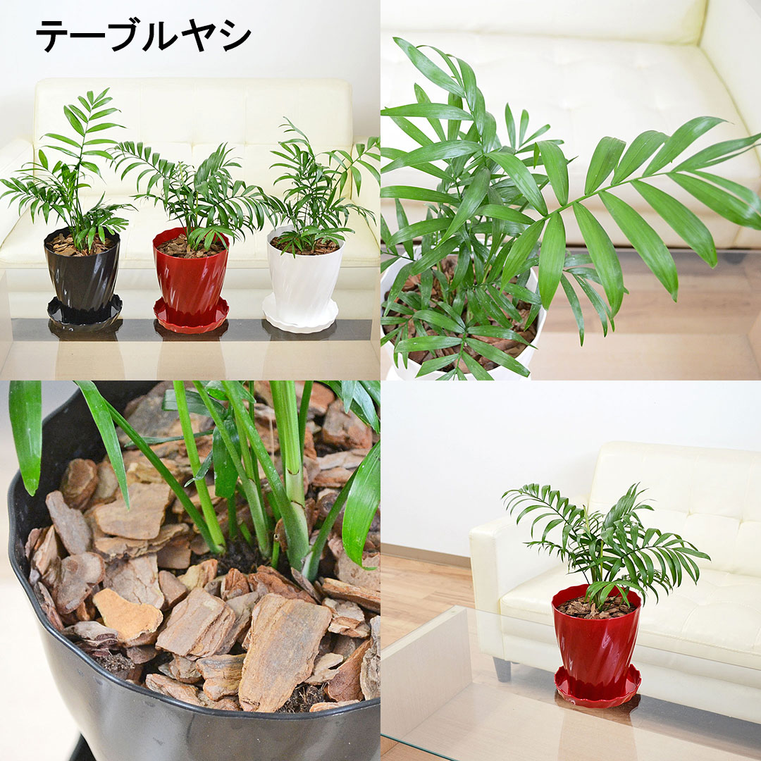 選べる観葉植物 5号 テーブルヤシ