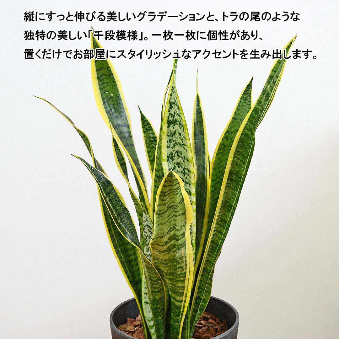 観葉植物 サンスベリア アートストーン鉢 葉の拡大