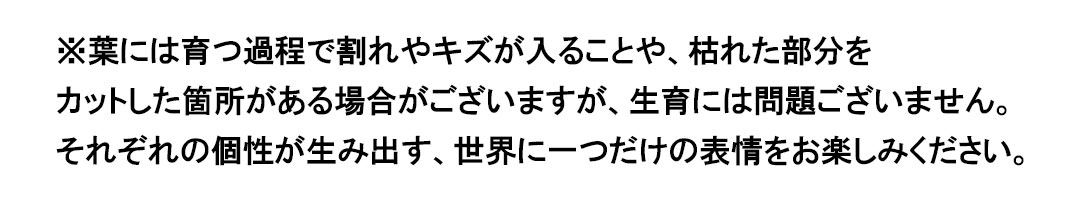 観葉植物 サンスベリア アートストーン鉢 葉の説明