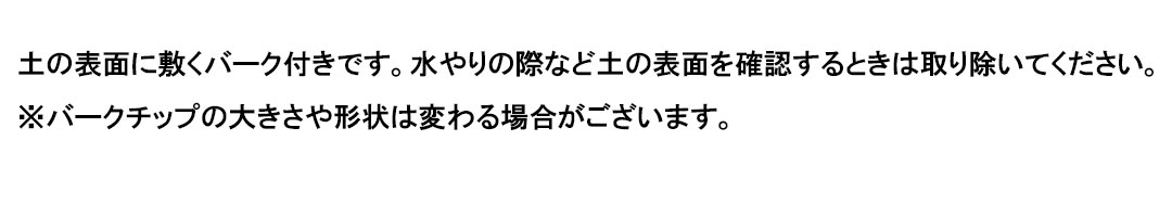 観葉植物 サンスベリア アートストーン鉢 土の表面の説明