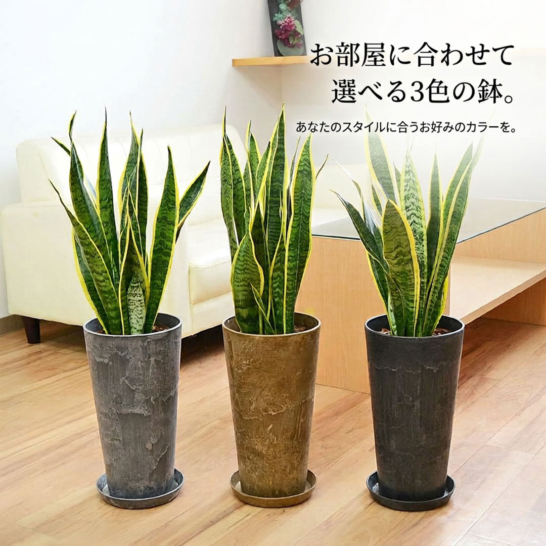 観葉植物 サンスベリア アートストーン鉢 イメージ