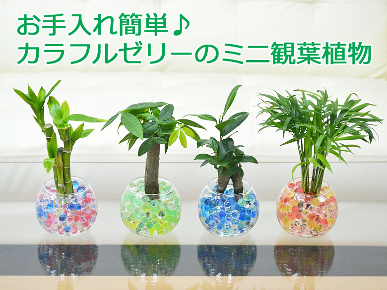 送料無料 ミニ観葉植物 パキラ スフィアガラス ゼリー植え 観葉植物の販売 ギフトならフラワーコーポレーション