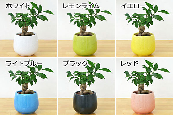 ガジュマル陶器鉢付き イメージ