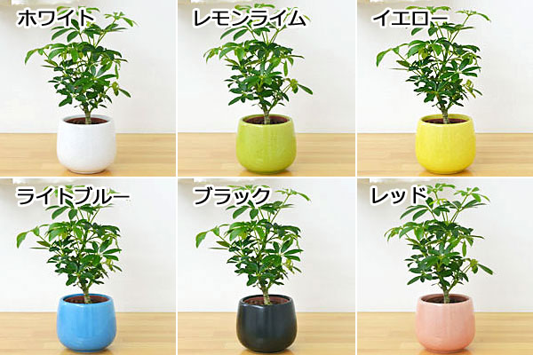 送料無料 ミニ観葉植物 ホンコンカポック シェフレラ 陶器鉢付き ハイドロカルチャー 観葉植物の販売 ギフトならフラワーコーポレーション