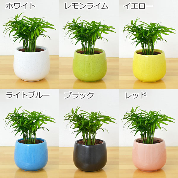 テーブルヤシ陶器鉢付き イメージ