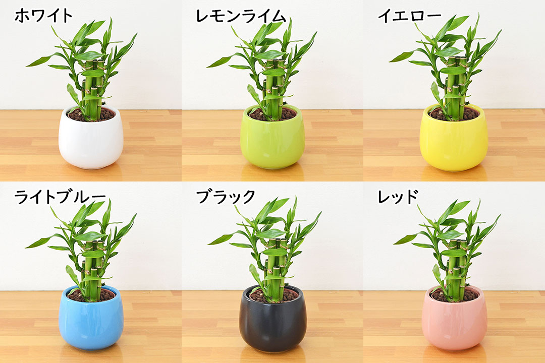 ミニ観葉植物 ハイロドカルチャー ミリオンバンブー 鉢の種類