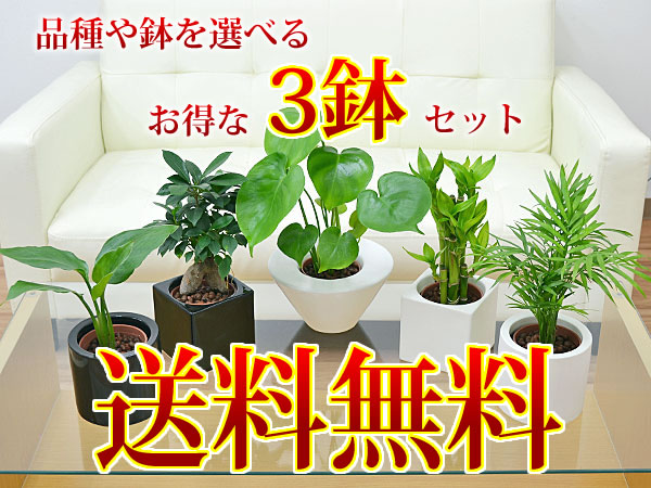 観葉植物の販売・ギフトならフラワーコーポレーション / 【送料無料】ミニ観葉植物 ホンコンカポック(シェフレラ)  ハイドロカルチャースタイリッシュ陶器鉢付き