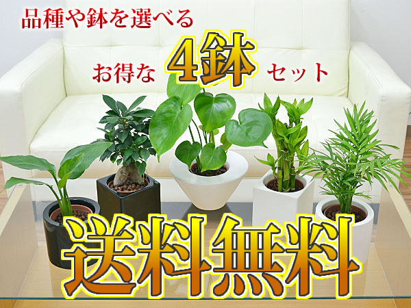 【送料無料】ミニ観葉植物 ハイドロカルチャースタイリッシュ陶器鉢付き 4鉢セット 