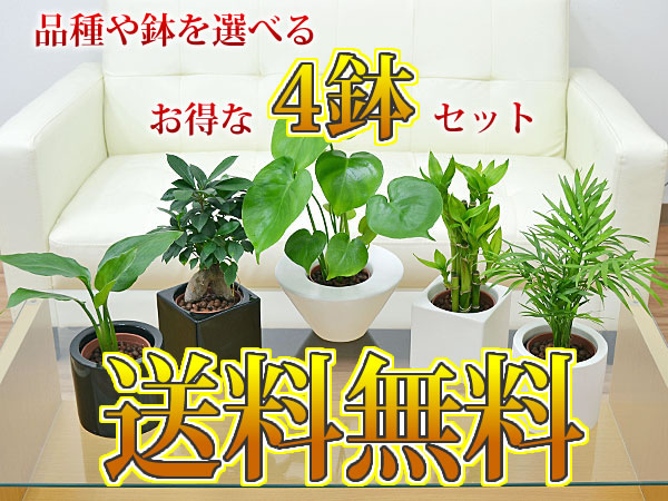 【送料無料】ミニ観葉植物 ハイドロカルチャースタイリッシュ陶器鉢付き 4鉢セット