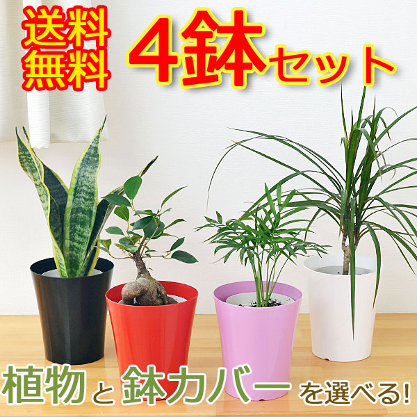 選べる観葉植物 4鉢セット イメージ