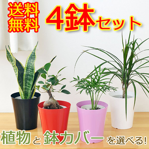 観葉植物の販売・ギフトならフラワーコーポレーション / 【送料無料 