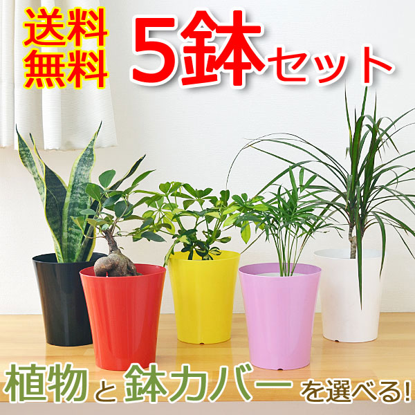 選べる観葉植物 5鉢セット イメージ