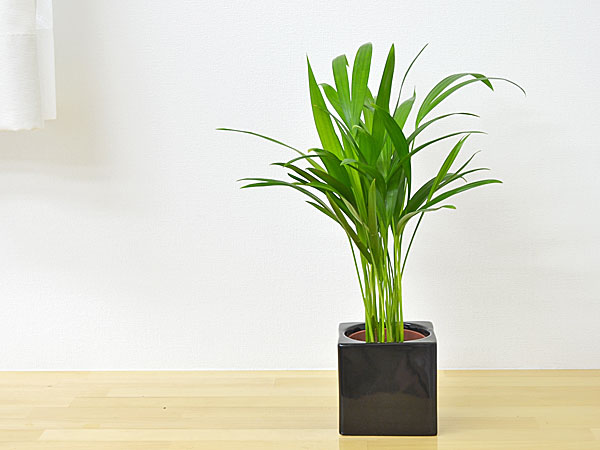 送料無料 ミニ観葉植物 アレカヤシハイドロカルチャースタイリッシュ陶器鉢付き 観葉植物の販売 ギフトならフラワーコーポレーション 送料無料 ミニ観葉植物 アレカヤシハイドロカルチャースタイリッシュ陶器鉢付き 観葉植物の販売 ギフトならフラワーコーポレーション
