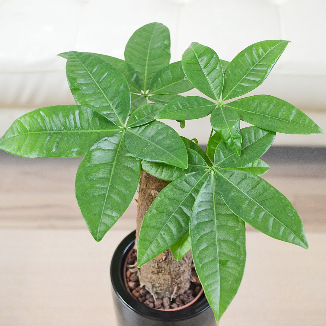 ミニ観葉植物 ハイロドカルチャー パキラ イメージ3