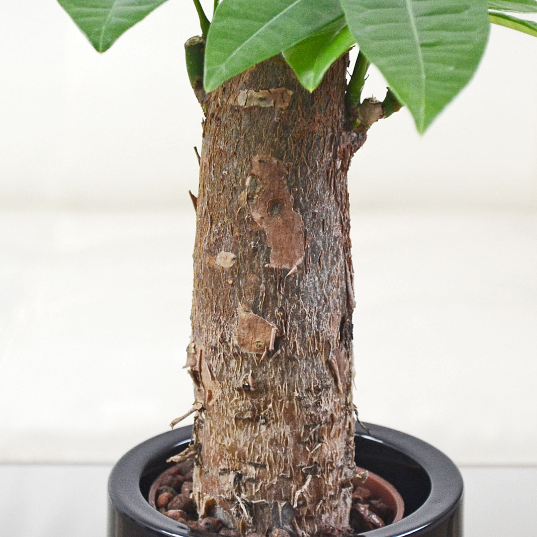 ミニ観葉植物 ハイロドカルチャー パキラ イメージ2