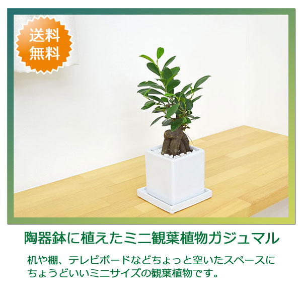 観葉植物 ガジュマル キューブ陶器鉢植え イメージ