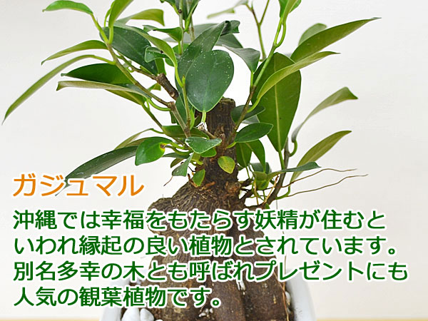 観葉植物 ガジュマル キューブ陶器鉢植えの葉のイメージ