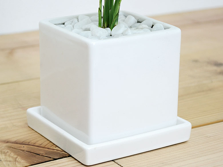 観葉植物 テーブルヤシ キューブ陶器鉢 陶器鉢の拡大