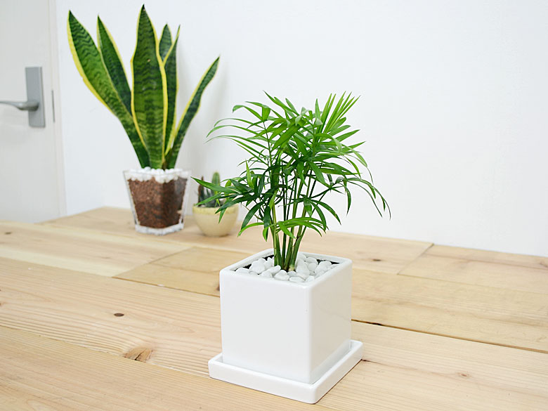 送料無料 観葉植物 テーブルヤシ キューブ陶器鉢植え 観葉植物の販売 ギフトならフラワーコーポレーション