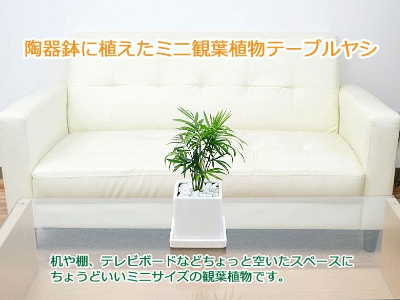 観葉植物 テーブルヤシ キューブ陶器鉢 イメージ