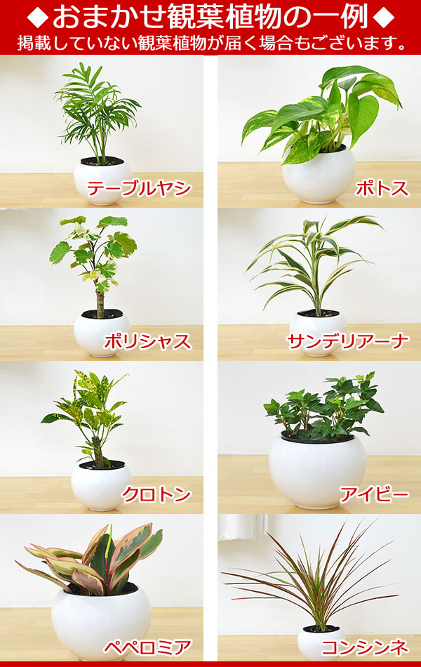 ベスト観葉 植物 ガラス 鉢 すべての美しい花の画像 ベスト観葉 植物 ガラス 鉢 すべての美しい花の画像