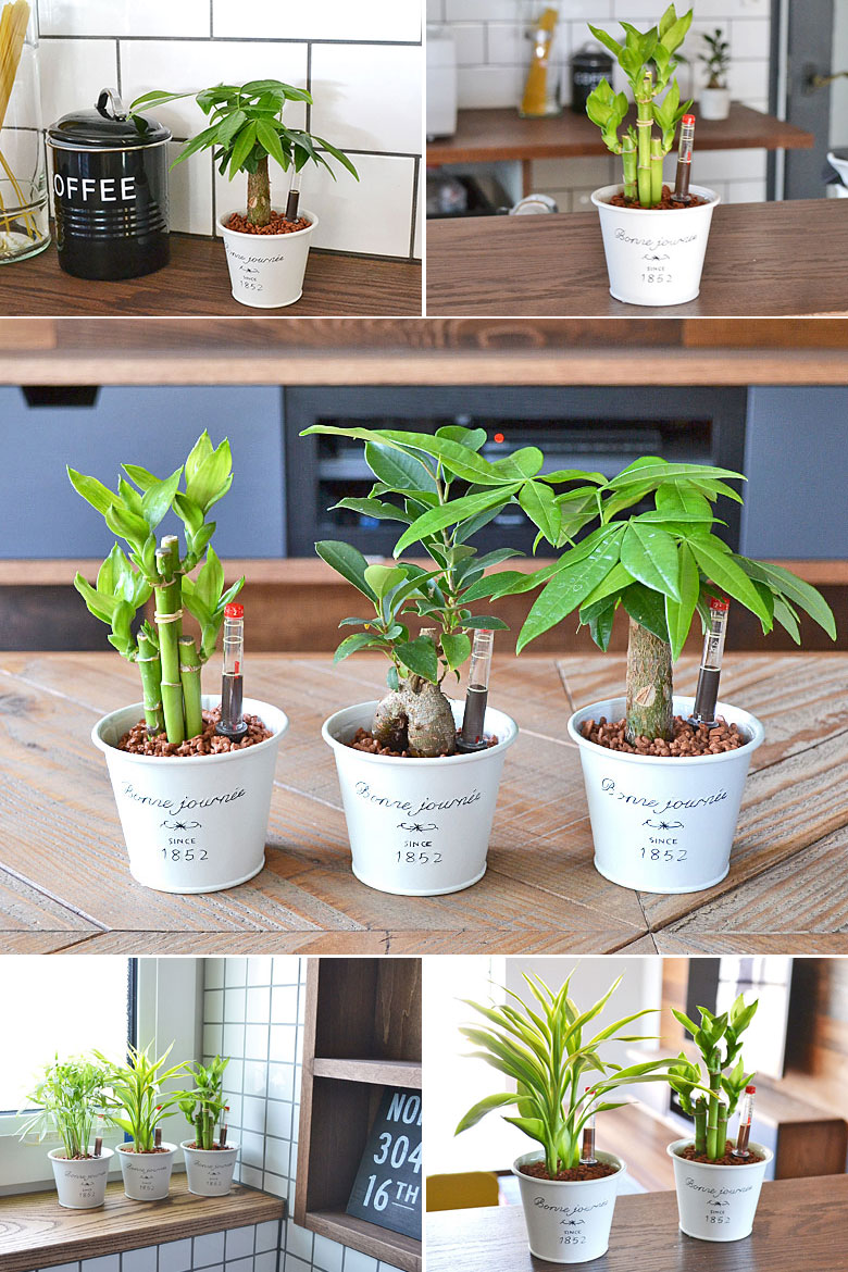 ミニ観葉植物 ハイドロカルチャー ブリキポット 3鉢セット イメージ