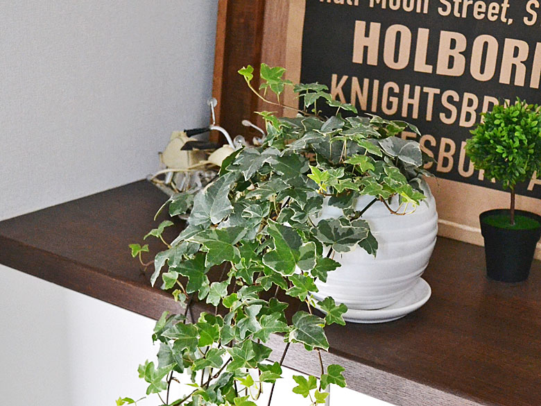 観葉植物 アイビー(ヘデラ)ロング ボール形陶器鉢植え イメージ3