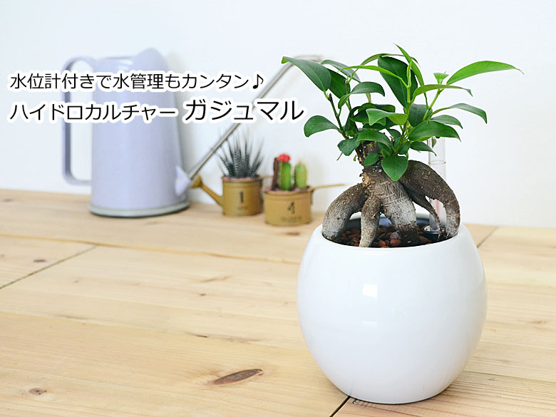 観葉植物 ガジュマル ハイドロカルチャー 水耕栽培 水位計付き 陶器鉢植え ホワイト 送料無料 観葉植物の販売 ギフトならフラワーコーポレーション