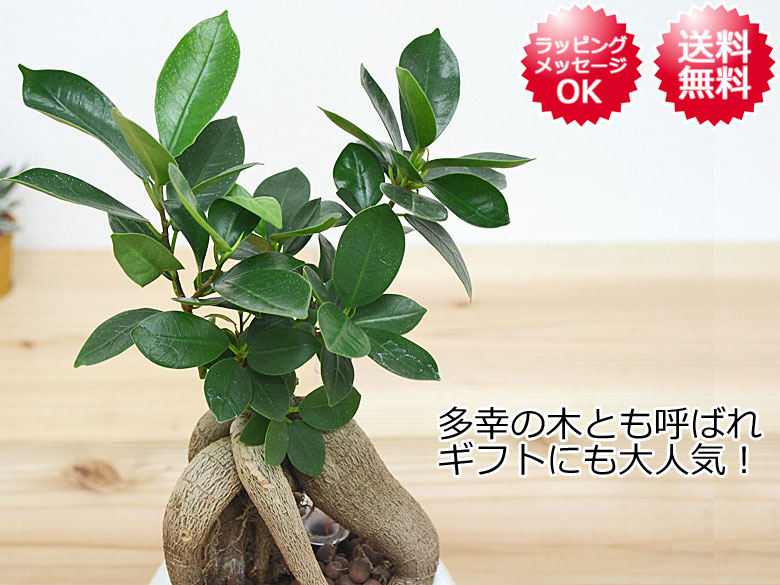 観葉植物 ガジュマル ハイドロカルチャー 水耕栽培 水位計付き 陶器鉢植え ホワイト 送料無料 観葉植物の販売 ギフトならフラワーコーポレーション