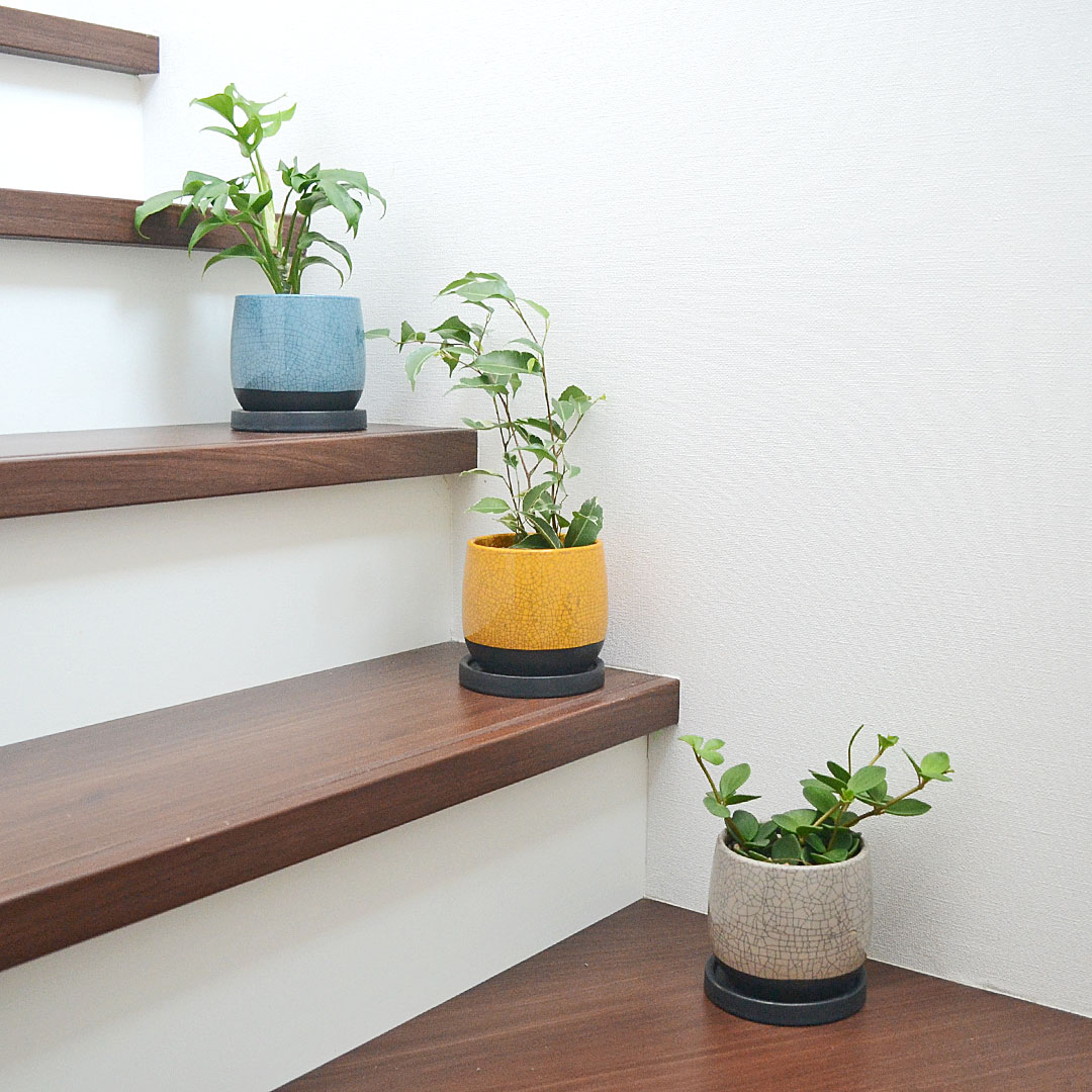 観葉植物 ミニ 陶器鉢植え 3鉢セット ヤシ ドラセナ ベンジャミン おしゃれ お祝い 送料無料 観葉植物の販売 ギフトならフラワーコーポレーション