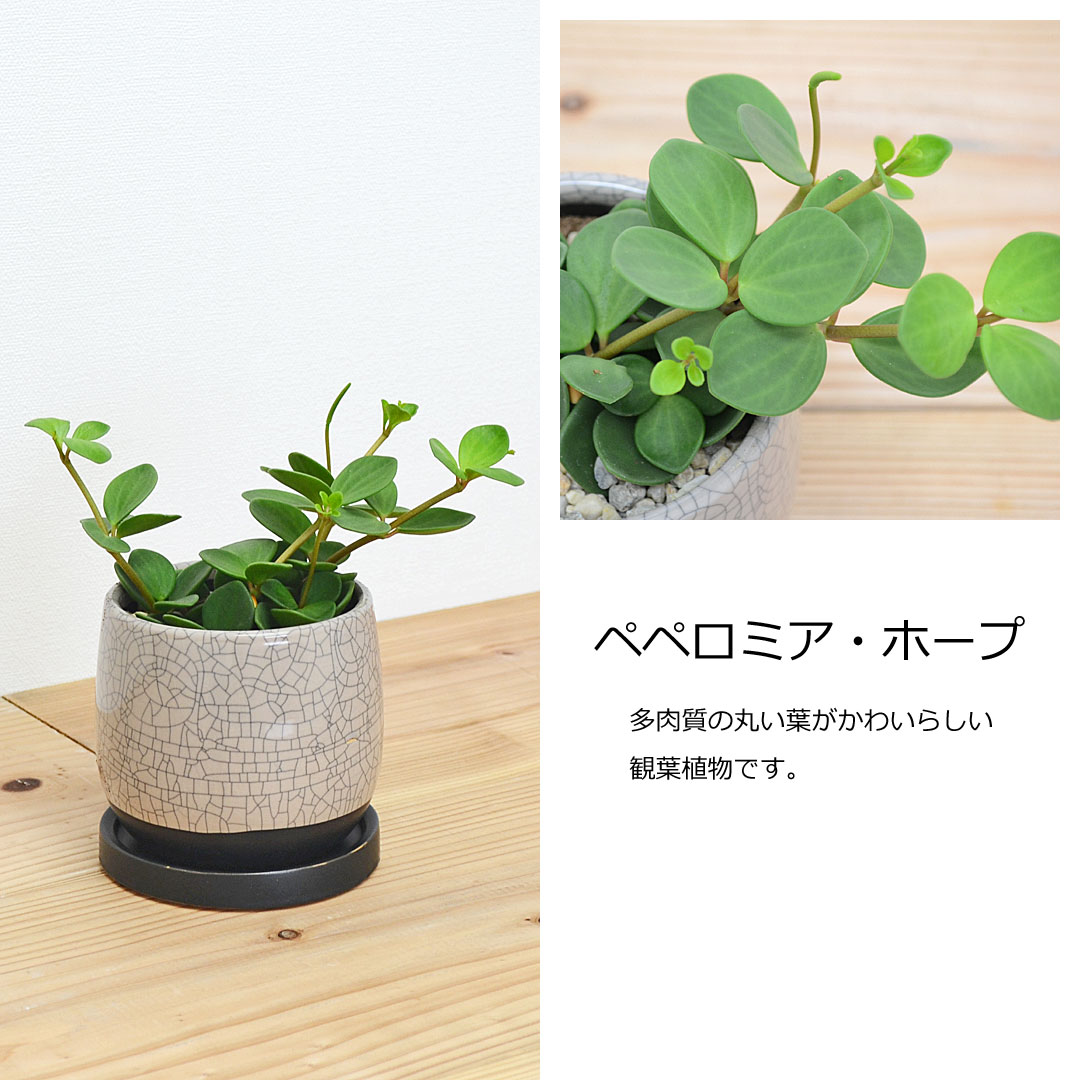 観葉植物 ミニ 陶器鉢植え 3鉢セット ヤシ ドラセナ ベンジャミン おしゃれ お祝い 送料無料 観葉植物の販売 ギフトならフラワーコーポレーション