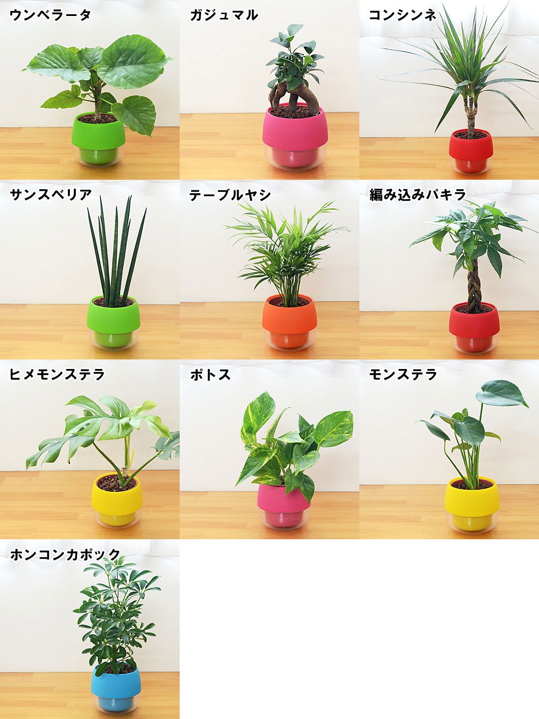 ミニ観葉植物 ハイロドカルチャー 3鉢セット 観葉植物の種類