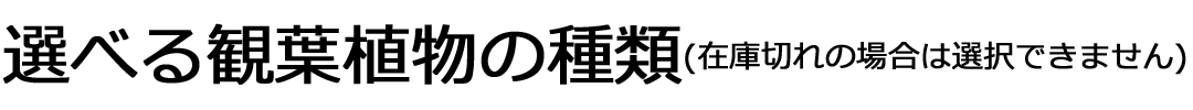 選べる観葉植物の種類