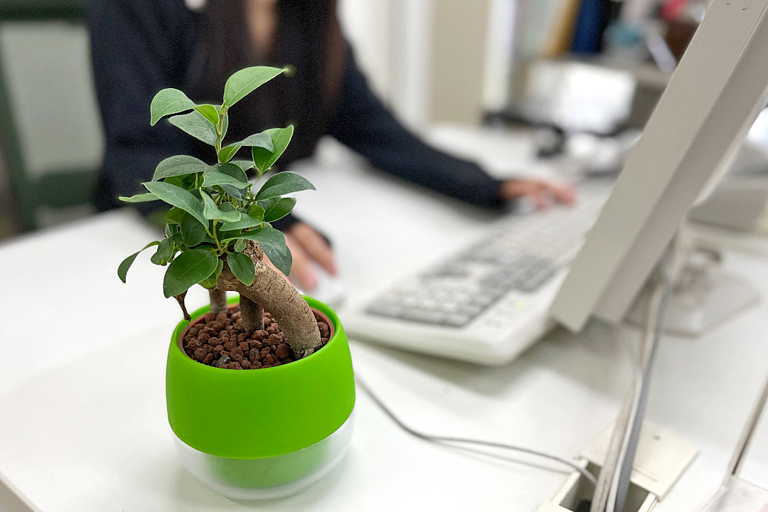 ミニ観葉植物 ハイロドカルチャー ビビ イメージ1