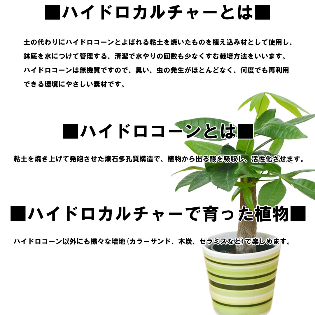 観葉植物の販売 ギフトならフラワーコーポレーション 観葉植物 ミニ ハイドロカルチャー 水耕栽培 陶器鉢付き 3鉢セット ウィンリー キュート ガジュマル パキラ ヤシ ドラセナ おしゃれ お祝い