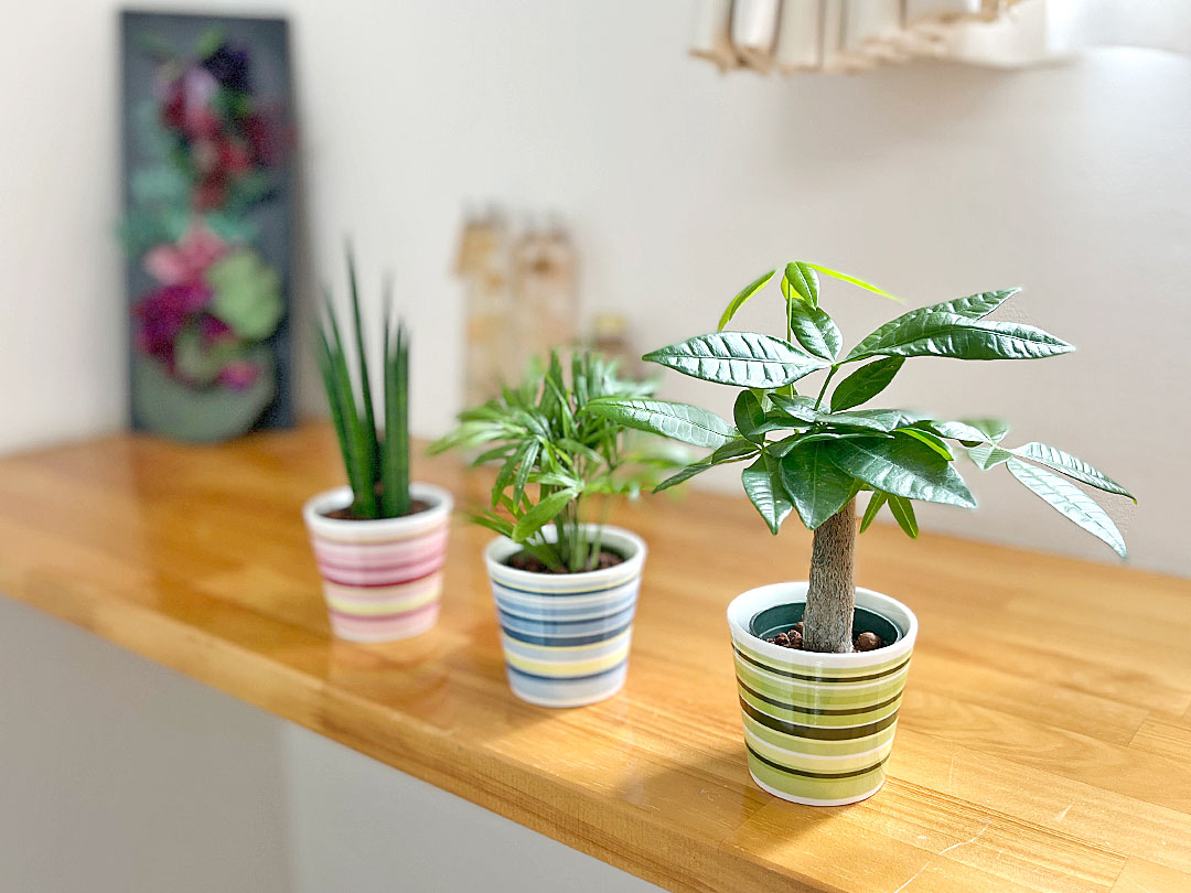 観葉植物の販売 ギフトならフラワーコーポレーション 観葉植物 ミニ ハイドロカルチャー 水耕栽培 陶器鉢付き 3鉢セット ウィンリー キュート ガジュマル パキラ ヤシ ドラセナ おしゃれ お祝い 観葉植物の販売 ギフトならフラワーコーポレーション 観葉植物 ミニ ハイドロカルチャー 水耕栽培 陶器鉢付き 3鉢セット ウィンリー キュート ガジュマル パキラ ヤシ ドラセナ おしゃれ お祝い
