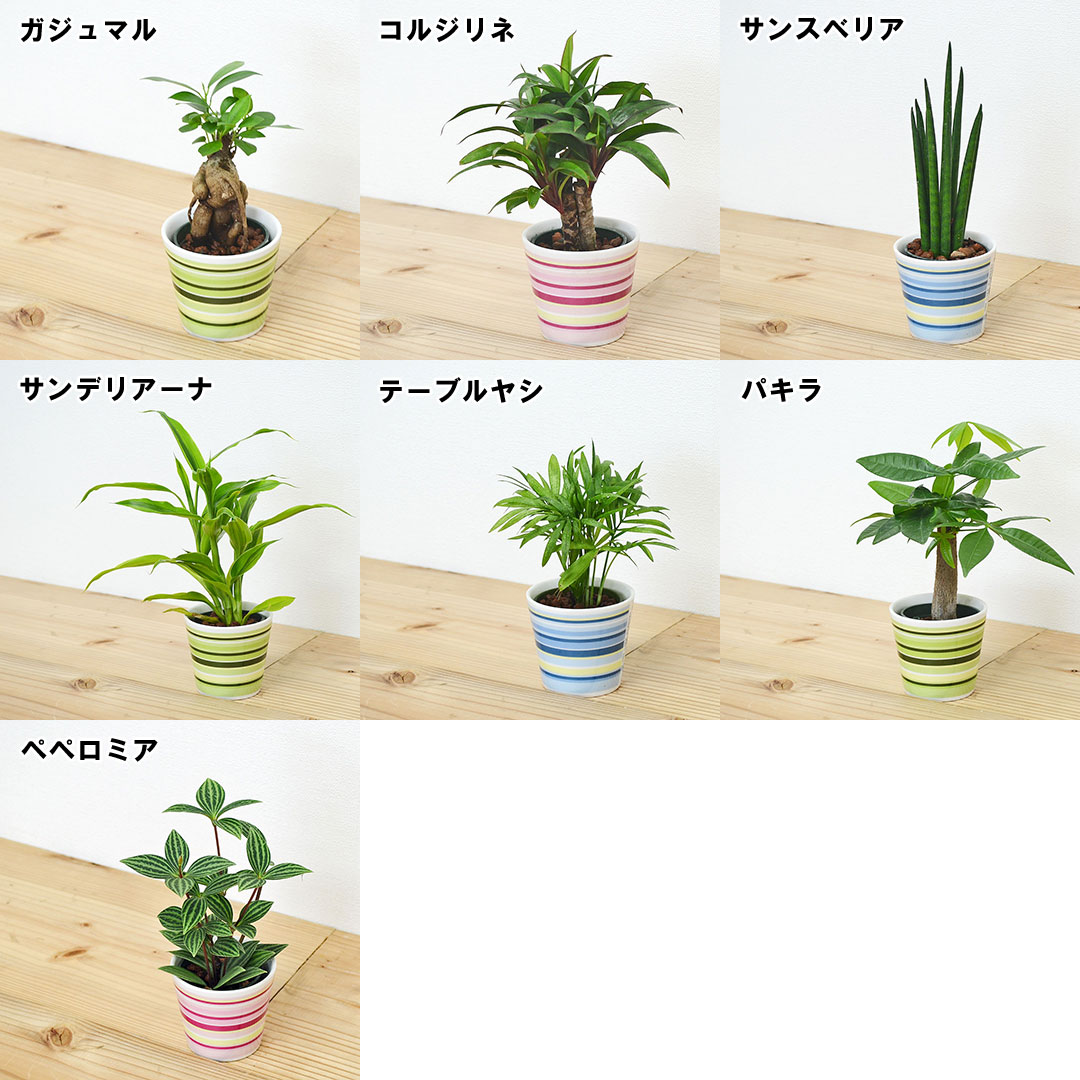 観葉植物の販売 ギフトならフラワーコーポレーション 観葉植物 ミニ ハイドロカルチャー 水耕栽培 陶器鉢付き 3鉢セット ウィンリー キュート ガジュマル パキラ ヤシ ドラセナ おしゃれ お祝い