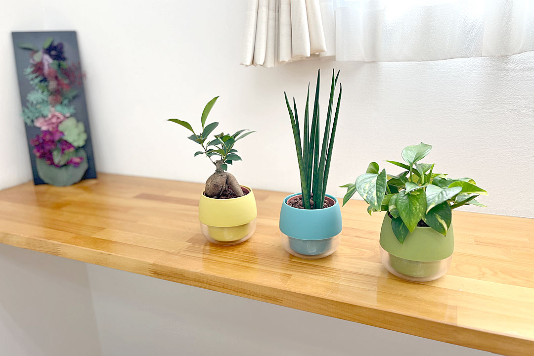 ミニ観葉植物 ハイロドカルチャー 3鉢セット イメージ2