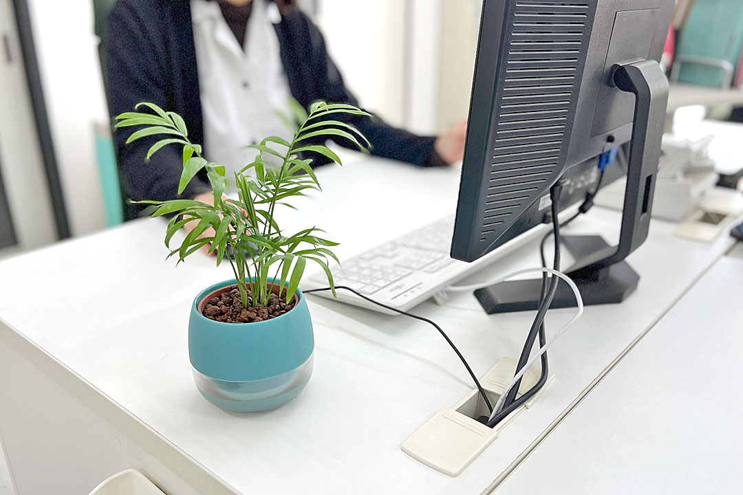 ミニ観葉植物 ハイロドカルチャー ビビスモーキー イメージ1