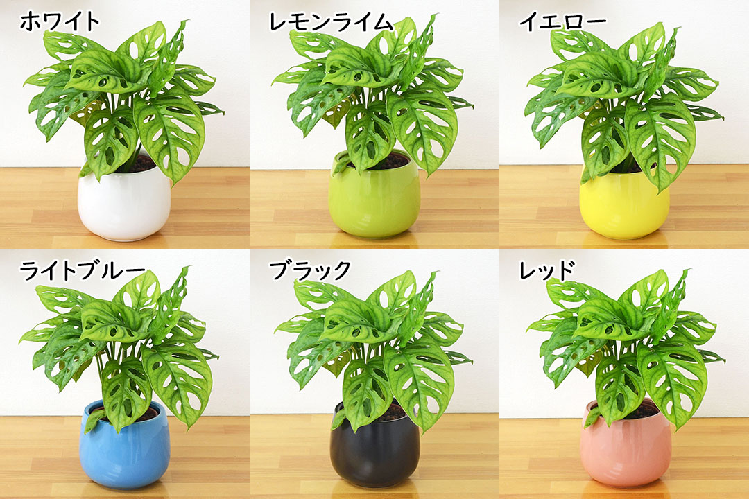 ミニ観葉植物 ハイロドカルチャー マドカズラ 鉢の種類