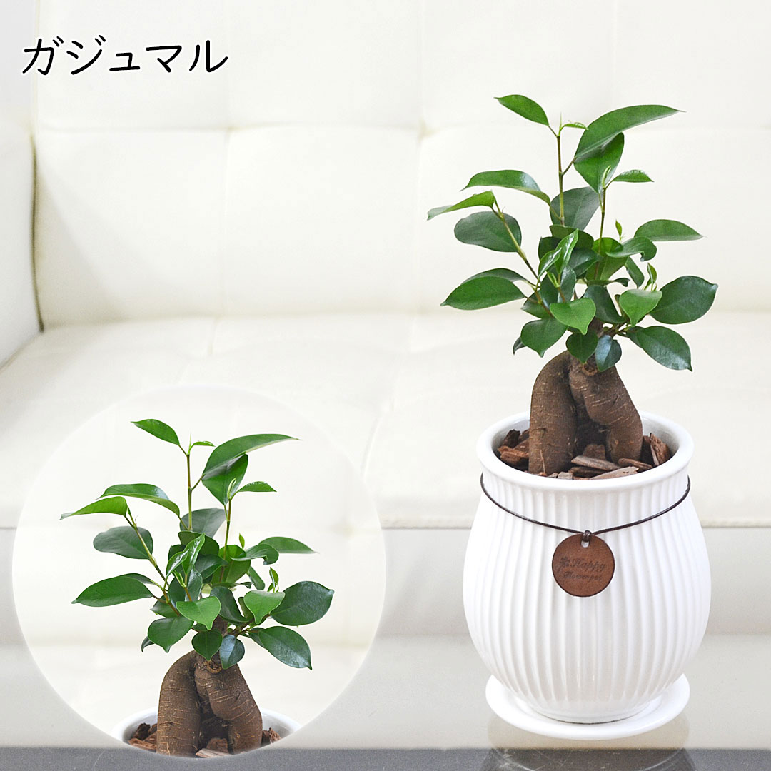 観葉植物 たて線陶器鉢 ガジュマル