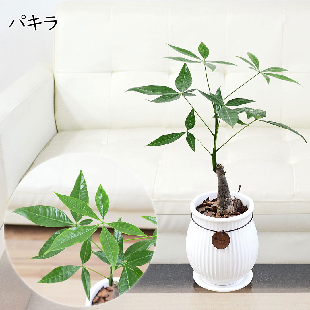 観葉植物 たて線陶器鉢 パキラ