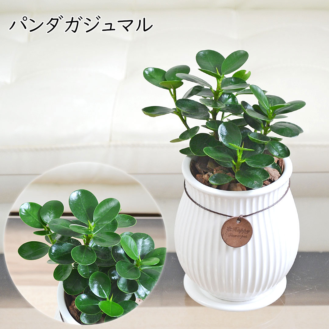 観葉植物 たて線陶器鉢 パンダガジュマル