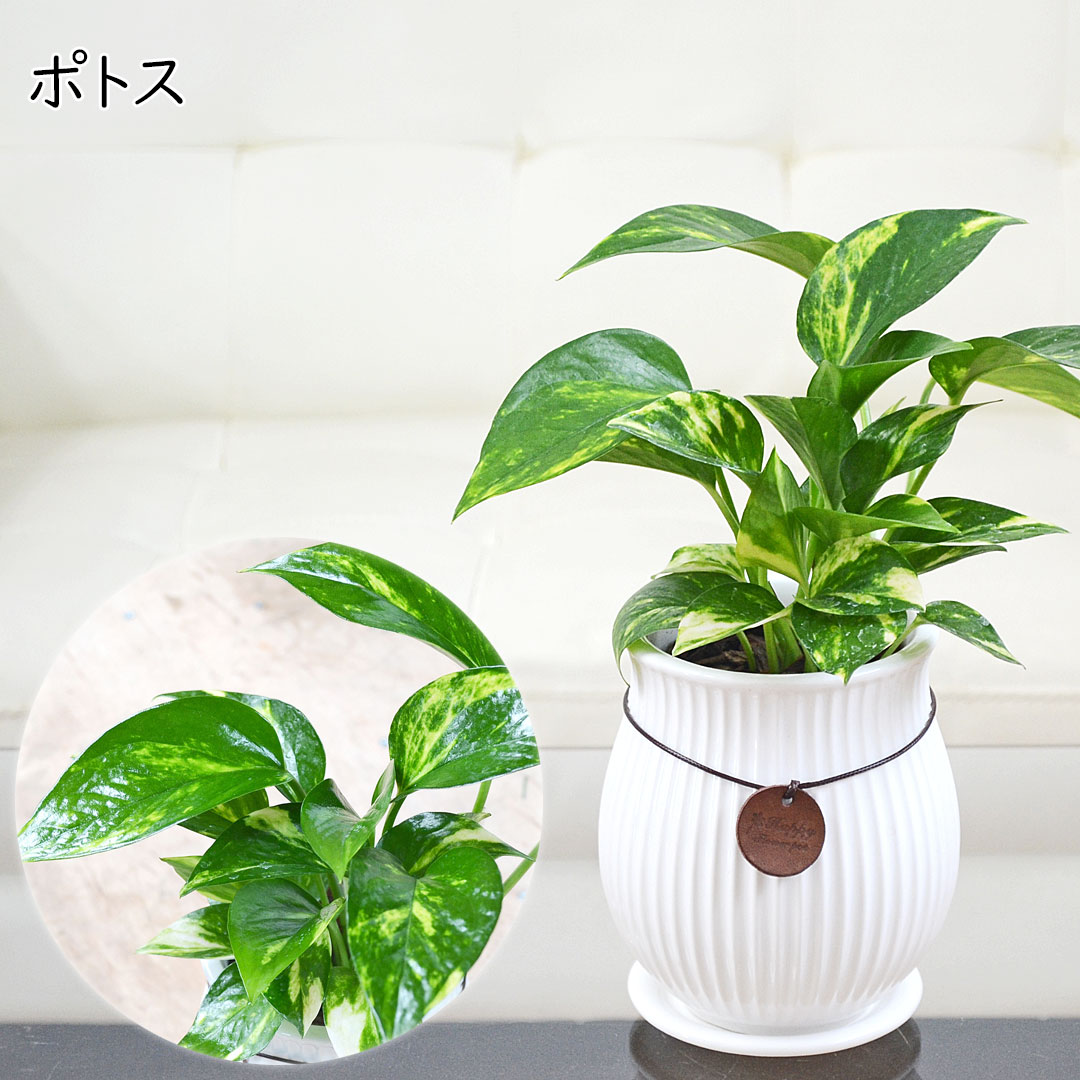 観葉植物 たて線陶器鉢 ポトス