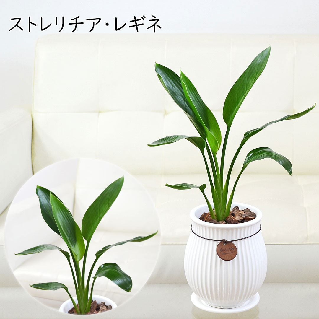 観葉植物 たて線陶器鉢 ストレリチア・レギネ