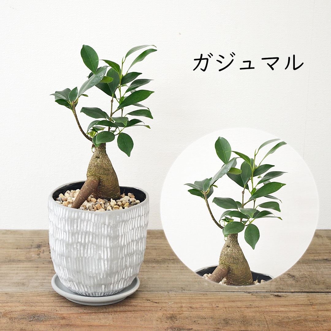 ガジュマル