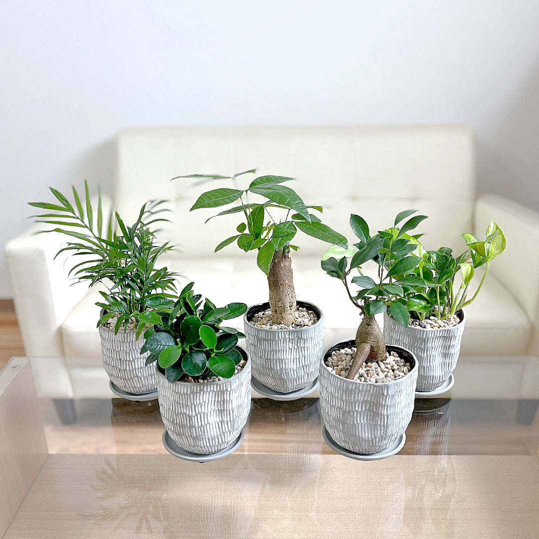観葉植物 ホワイトグレー陶器鉢 3号 イメージ